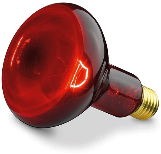 Picture of Infrarød pære 100 W