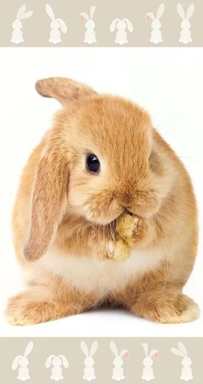 Picture of Jerry Fabrics Rcznik Królik 70x140 kpielowy plaowy Jerry Fabrics