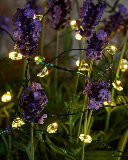 Picture of Lampki choinkowe Sirius Sirius Maggie, 40L, Clear/green