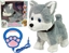 Изображение LeanToys Pluszowy Piesek Husky Interaktywny Edukacyjny Smycz Piosenki Chodzi