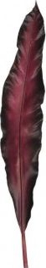 Picture of Leonardo Li 75 dark red Fiore