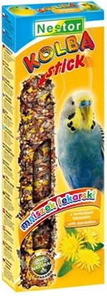 Picture of Nestor KOLBA PAPUGA MAA MNISZEK LEKARSKI