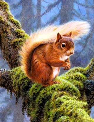 Picture of Norimpex Diamentowa mozaika Wiewiórka na gazi 30x40cm 2000594