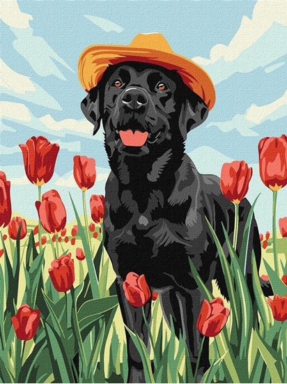 Picture of Norimpex Malowanie po numerach - Uroczy labrador 30x40cm