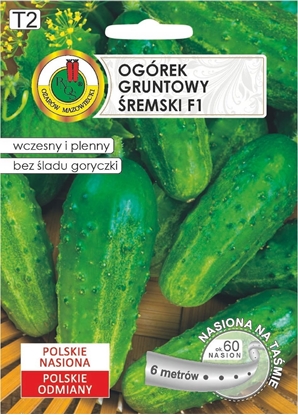 Attēls no Ogórek REMSKI F1 60 Nasion na Tamie 6m Wczesna odmiana do konserwowania