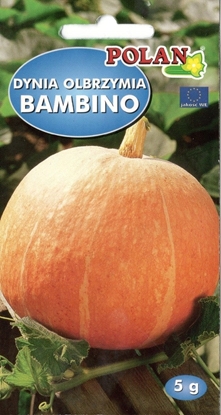 Picture of PLATINET NASIONA DYNIA OLBRZYMIA BAMBINO CUCURBITA MAXIMA BAMBINO SEEDS 5 G