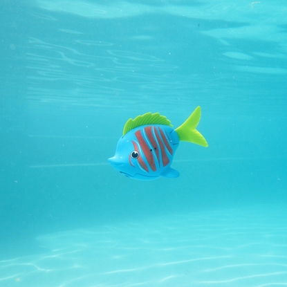 Picture of Rainbow Reef Fish - Beta Fish