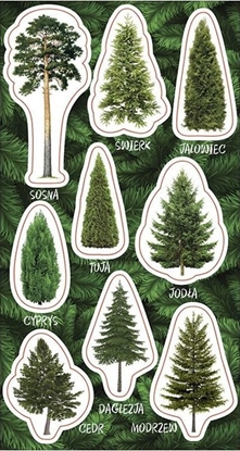 Изображение Ranok Naklejki Drzewa iglaste