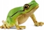 Изображение Figurka Schleich European Tree Frog