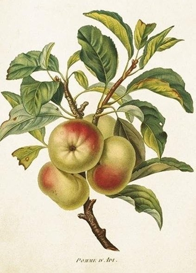 Picture of Skona Ting Karnet ST422 B6 + koperta Jabo