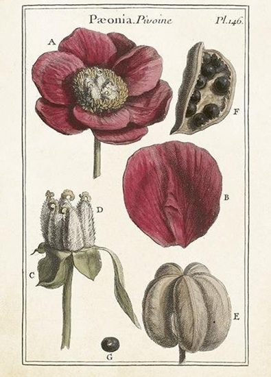 Picture of Skona Ting Karnet ST426 B6 + koperta Piwonie