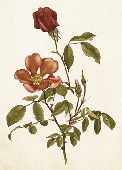 Picture of Skona Ting Karnet ST429 B6 + koperta Róa