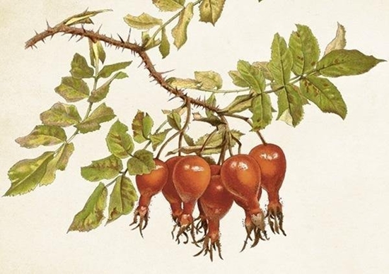 Picture of Skona Ting Karnet ST430 B6 + koperta Dzika róa