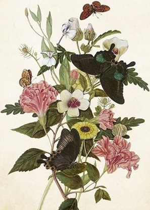 Attēls no Skona Ting Karnet ST443 B6 + koperta Bukiet i motyle