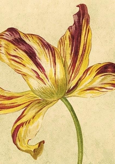 Picture of Skona Ting Karnet ST444 B6 + koperta óty tulipan