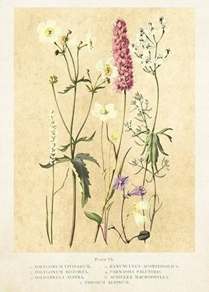 Attēls no Skona Ting Karnet ST445 B6 + koperta Kwiaty polne lato