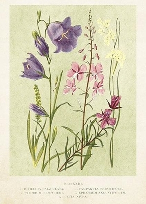 Attēls no Skona Ting Karnet ST447 B6 + koperta Kwiaty polne wiosna