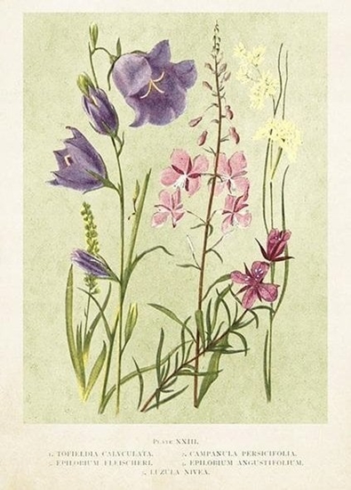 Picture of Skona Ting Karnet ST447 B6 + koperta Kwiaty polne wiosna