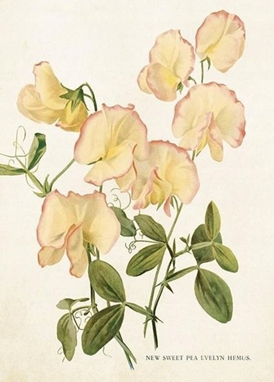 Picture of Skona Ting Karnet ST448 B6 + koperta Kwiaty groszku