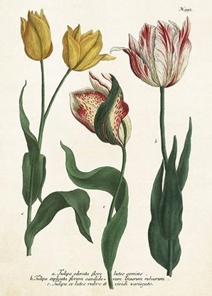 Attēls no Skona Ting Karnet ST449 B6 + koperta Tulipany