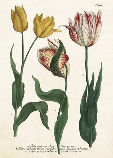 Picture of Skona Ting Karnet ST449 B6 + koperta Tulipany