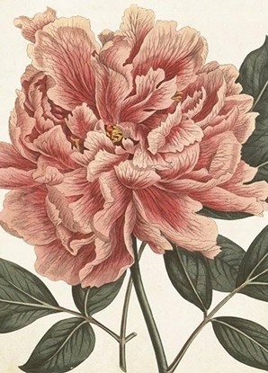 Attēls no Skona Ting Karnet ST451 B6 + koperta Piwonia