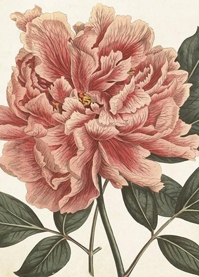 Picture of Skona Ting Karnet ST451 B6 + koperta Piwonia