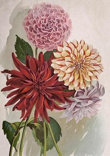 Picture of Skona Ting Karnet ST454 B6 + koperta Dalia