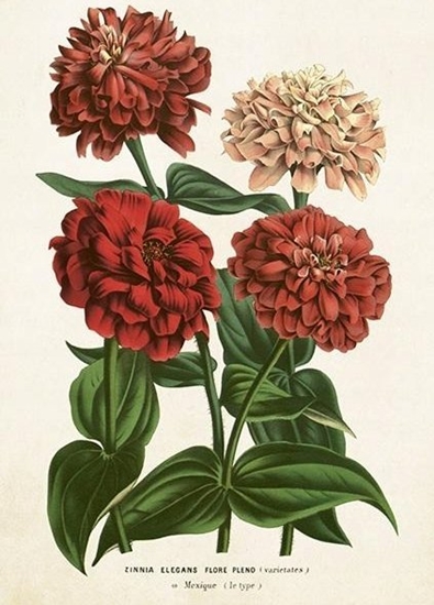 Picture of Skona Ting Karnet ST458 B6 + koperta Cynia