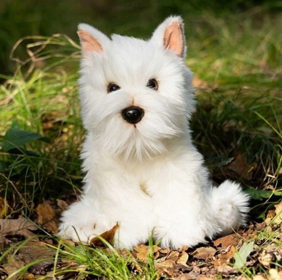Изображение Smily Play Pluszowy Westie