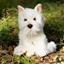 Изображение Smily Play Pluszowy Westie