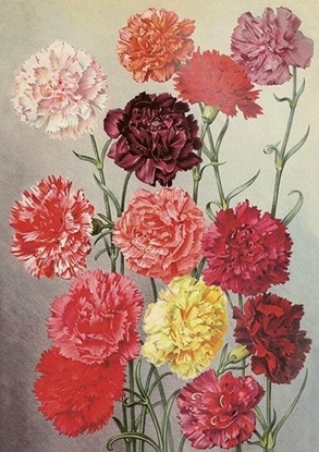 Picture of Teka Karnet ST455 B6 + koperta Godziki