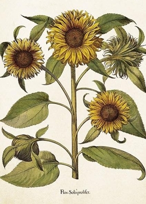 Picture of Teka Karnet ST459 B6 + koperta Soneczniki