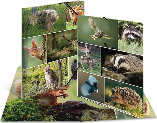 Picture of Teka Teczka A4 gumki narone - Le¶ne zwierzta