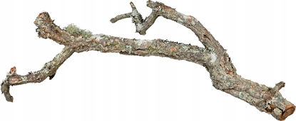 Изображение Terra Natura Ga dbu korkowego, 60 cm, XL