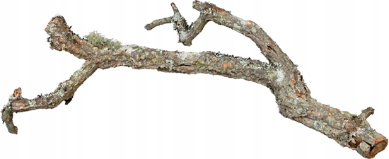 Изображение Terra Natura Ga dbu korkowego, 60 cm, XL