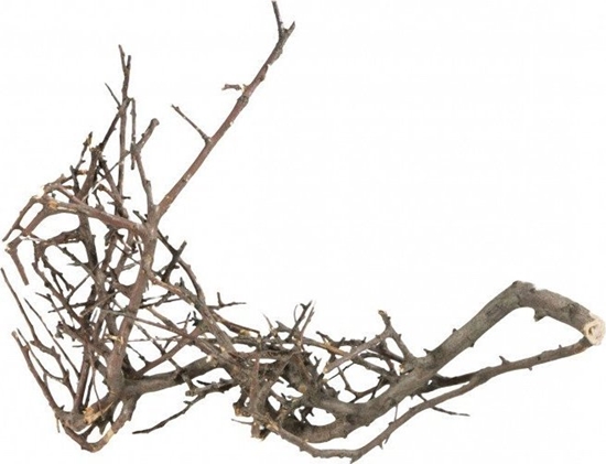 Изображение Terra Natura Korze Japoski Czarny S,10-15 cm