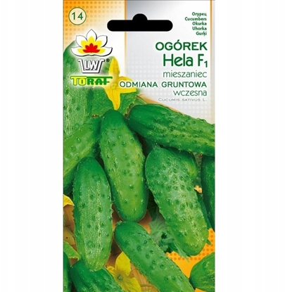Picture of Toraf Nasiona warzyw | Ogórek Hela F1 | Opakowanie 5g