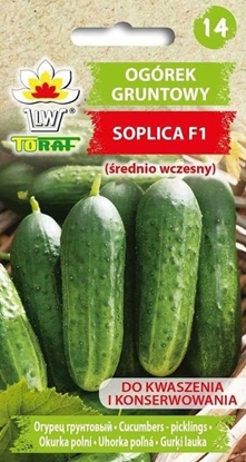 Picture of Toraf Nasiona warzyw | Ogórek Soplica F1 | Opakowanie 5g
