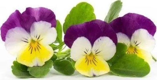 Picture of Veritable Véritable Lingot Maceka - BIO