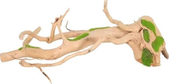 Picture of Zolux Zolux Ozdoba do akwarium korze KIPOUSS S z nasionami