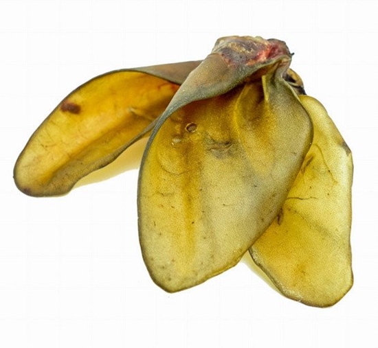 Picture of 100% Ucho woowe - duy, chrupicy i zdrowy gryzak dla psa Balto 1szt.