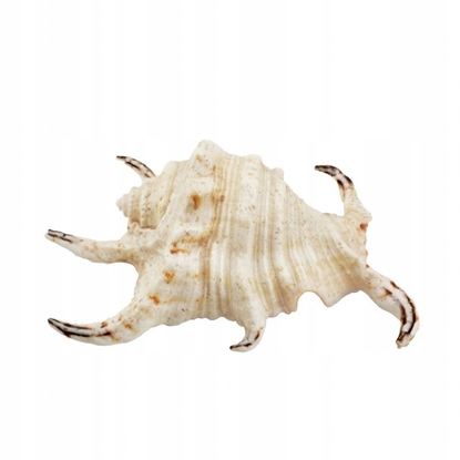 Picture of Aqua Natura Dekoracja akwarystyczna muszla dua 12cm