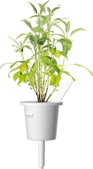 Picture of Click And Grow Click & Grow Smart Garden refill Sage 3pcs