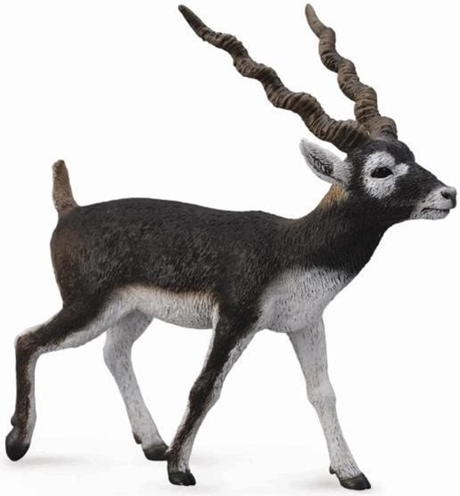 Picture of Figurka Collecta Antylopa Blackbuck (004-88638)