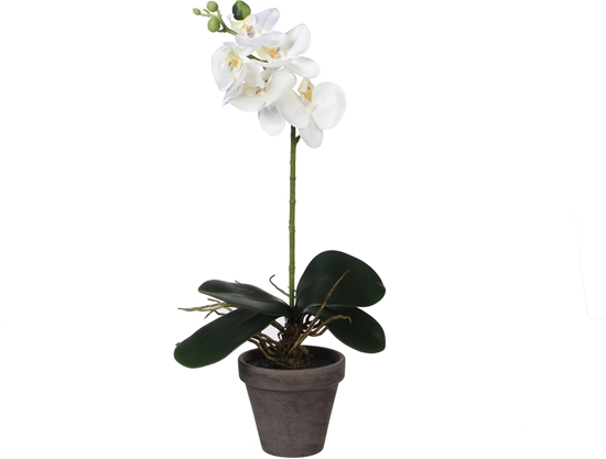 Picture of FLOWER ARTIFI IN POT ORCHID WHITE H48CM
