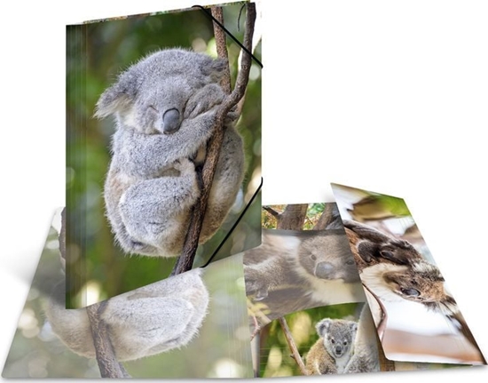 Picture of Herma Teczka A4 Glossy Koala