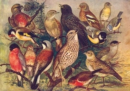 Picture of Karnet ST497 B6 + koperta Ptaki