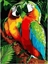 Изображение Malowanie po numerach - 30x40cm Papugi