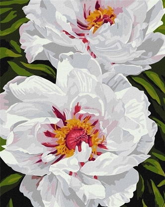 Picture of Malowanie po numerach - Biae piwonie 40x50cm